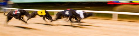 igb.ie upcoming racecards|Upcoming Race Card Summary .